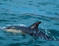 Dolphin spotting in our warm Cornish waters!